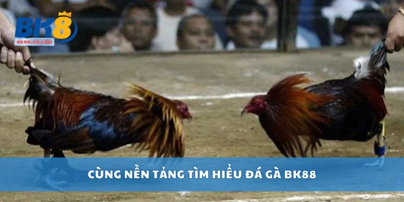 Cùng nền tảng tìm hiểu đá gà BK88