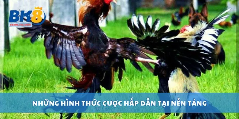 Những hình thức cược hấp dẫn tại nền tảng