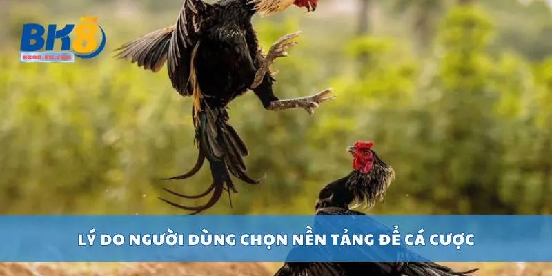 Lý do người dùng chọn nền tảng để cá cược