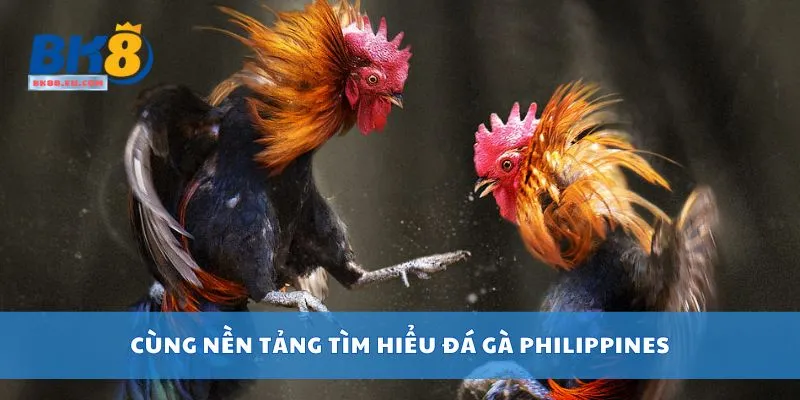 Cùng nền tảng tìm hiểu đá gà Philippines