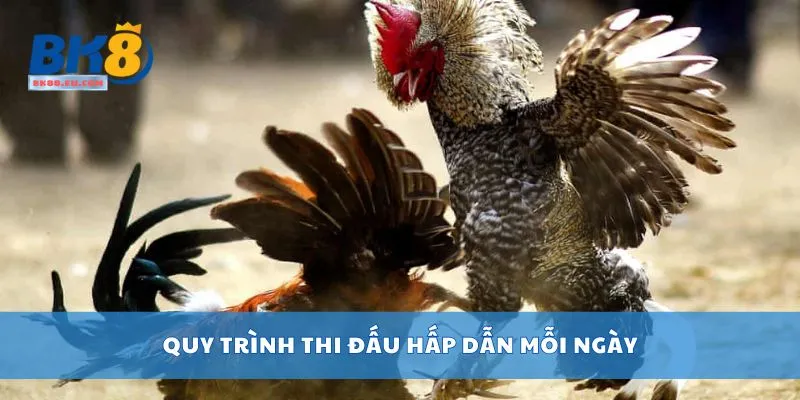 Quy trình thi đấu hấp dẫn mỗi ngày
