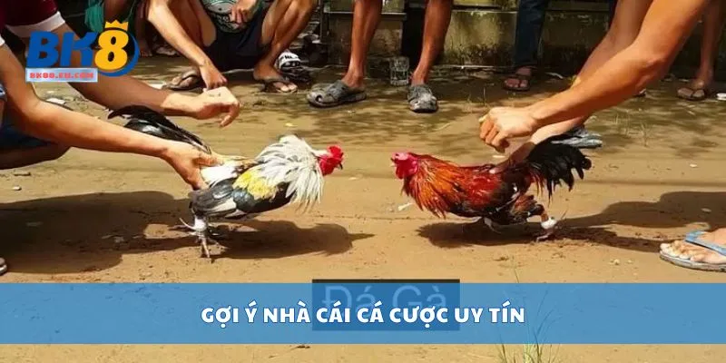 Gợi ý nhà cái cá cược uy tín