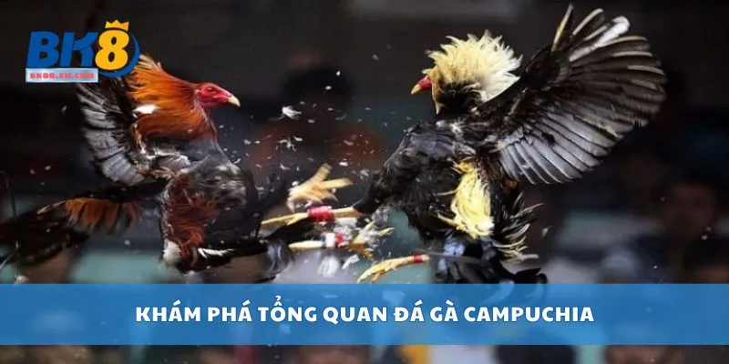 Khám phá tổng quan đá gà Campuchia