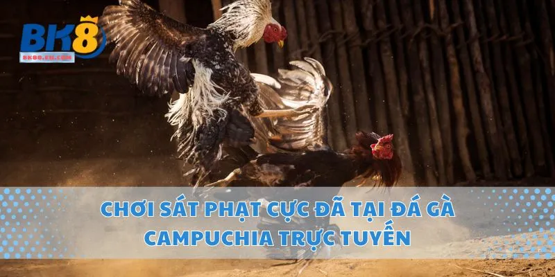 Chơi Sát Phạt Cực Đã Tại Đá Gà Campuchia Trực Tuyến