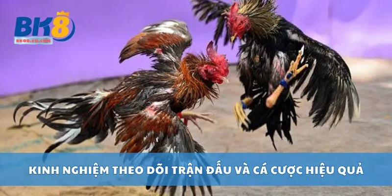 Kinh nghiệm theo dõi trận đấu và cá cược hiệu quả