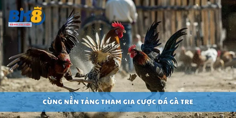 Cùng nền tảng tham gia cược đá gà tre