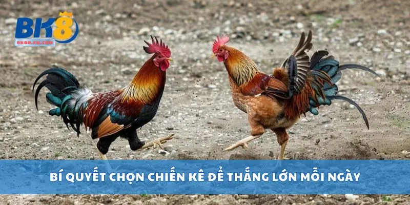 Bí quyết chọn chiến kê để thắng lớn mỗi ngày
